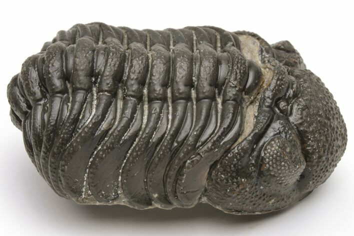 Morocops Trilobite - Morocco #224349